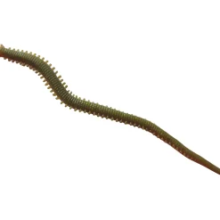 Berkley Gulp Alive Saltwater Zager