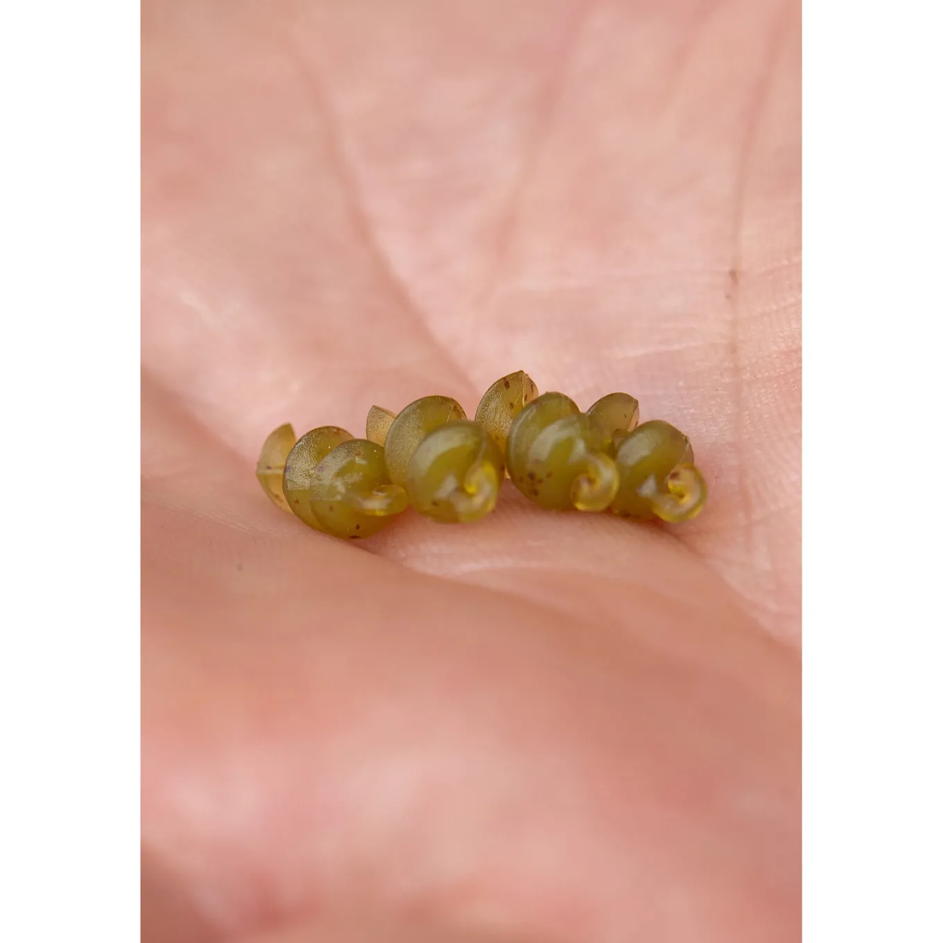 Korum Smokescreen Meat Screws