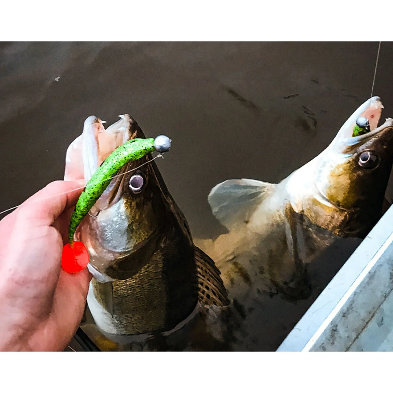 Spro Iris The Shad