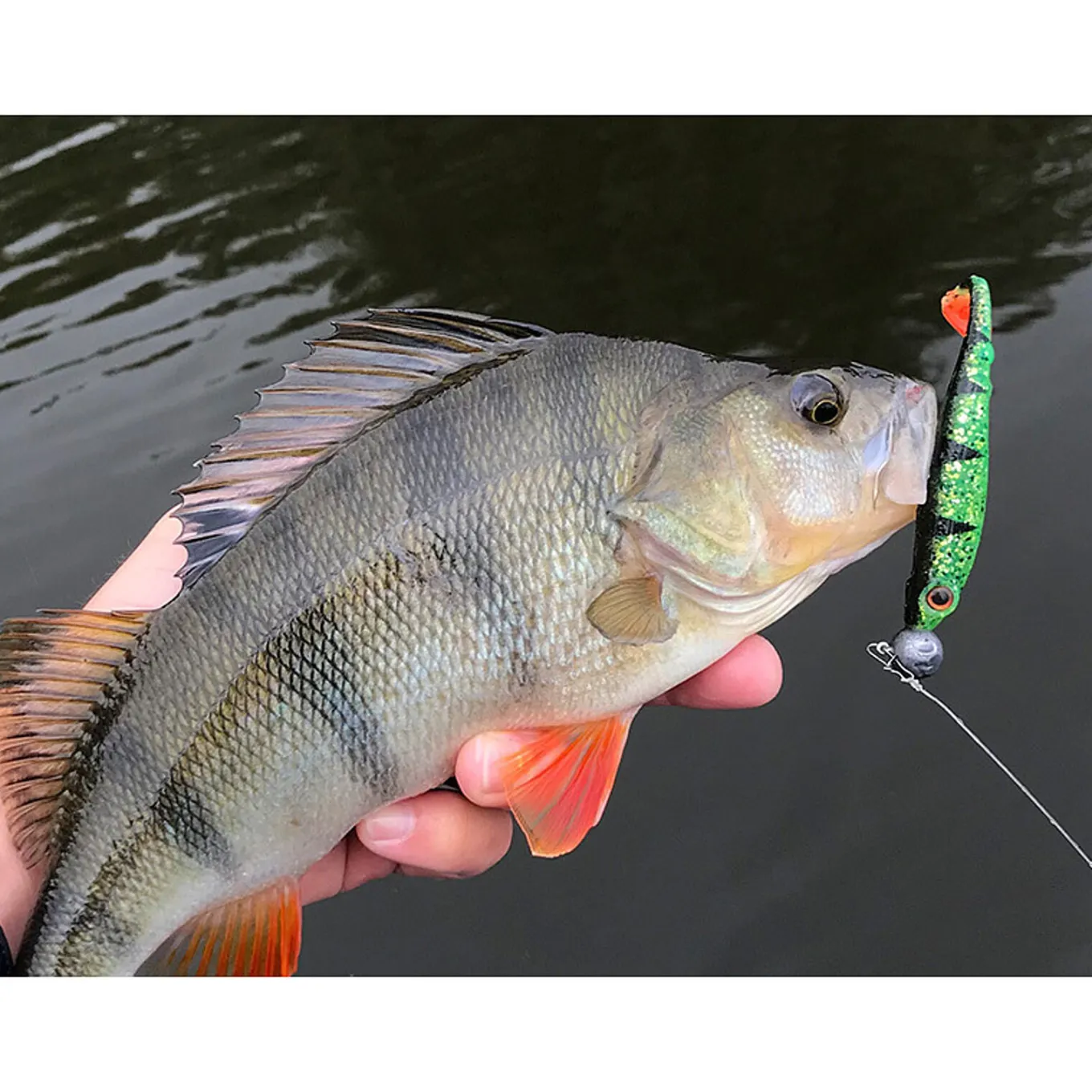 Spro Iris The Shad