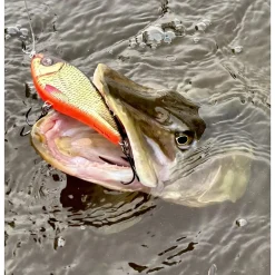 Westin Swim